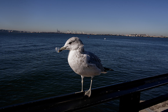 New York-130