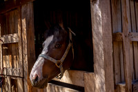 Nataly Sesión Caballo-1
