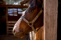 Nataly Sesión Caballo-8