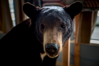 Alaska 2022-16